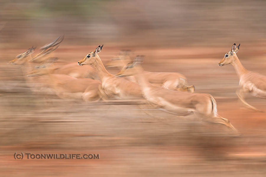Impala on the move