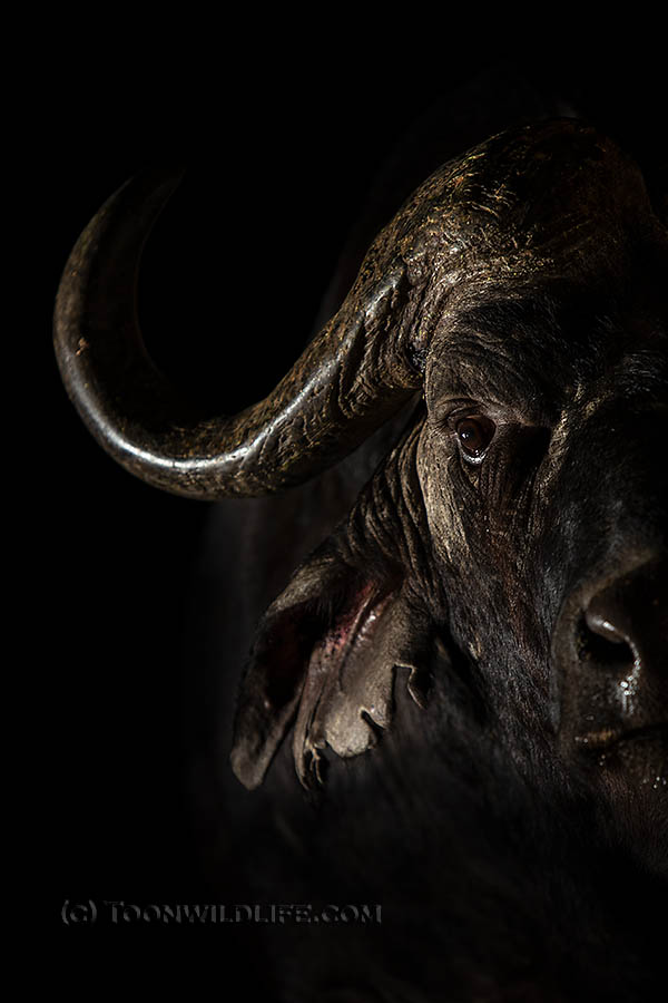 Cape buffalo at night