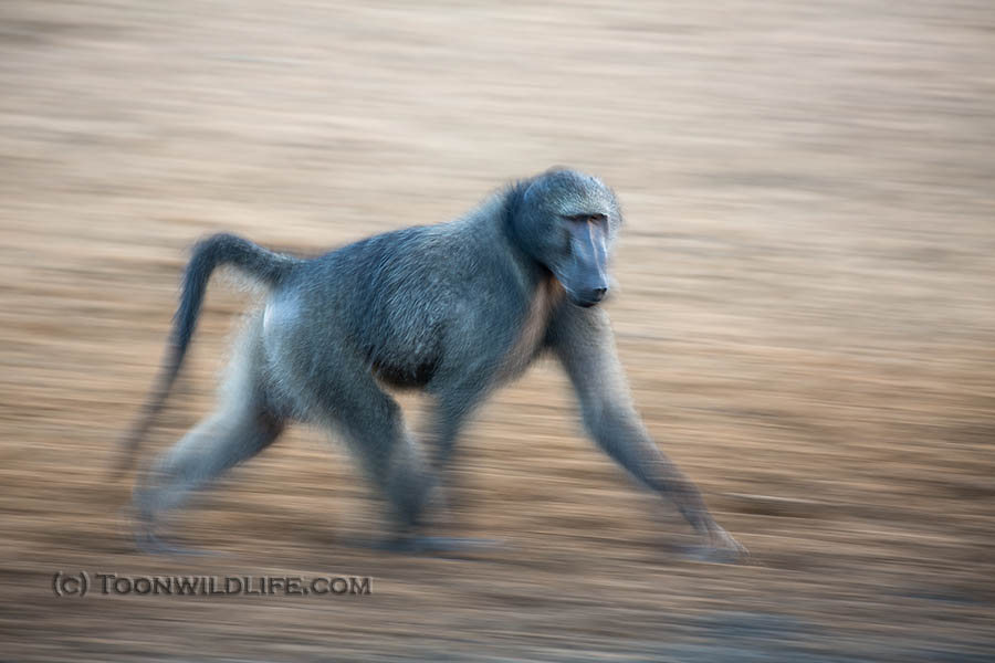 Chacma baboon on the move