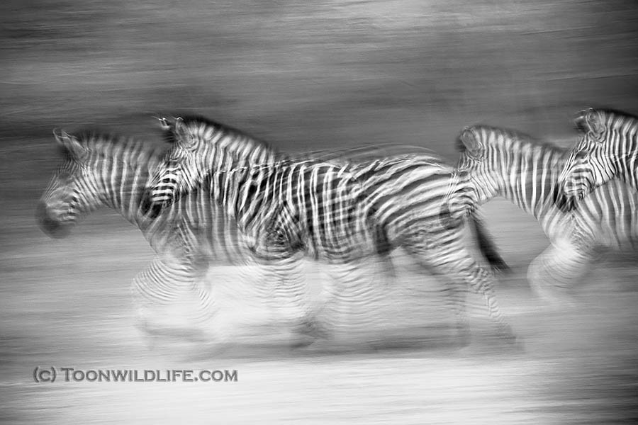 Zebra on the move