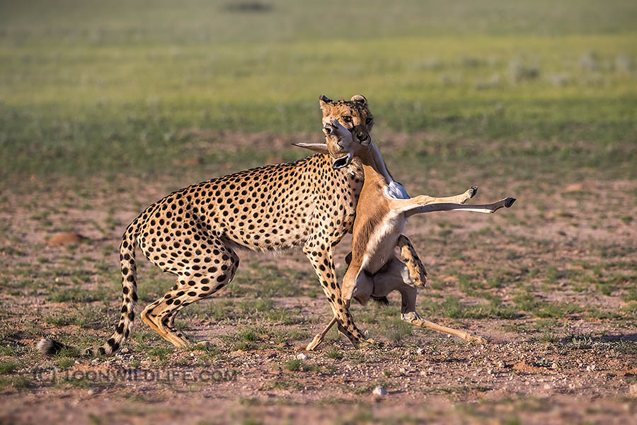 Cheetah with springbok kill