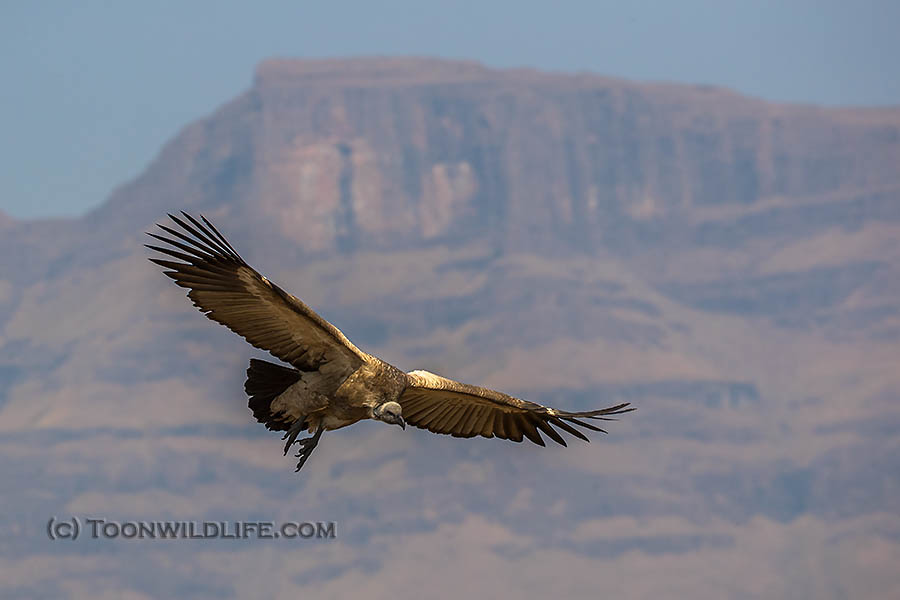 cape vulture