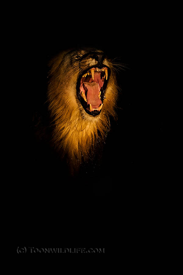 Lion yawning at night