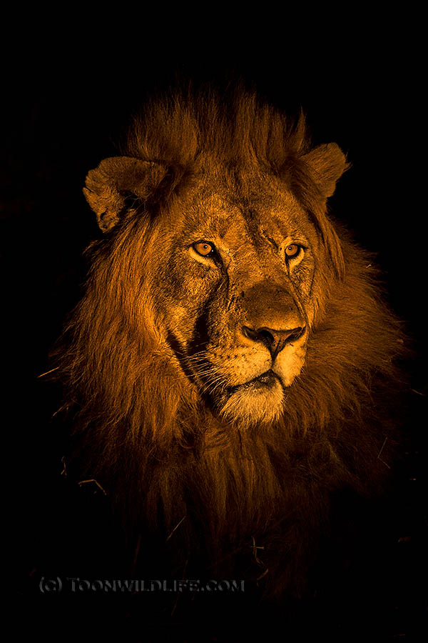 Lion at night