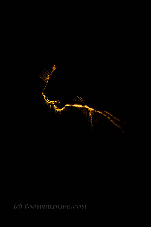 Leopard at night