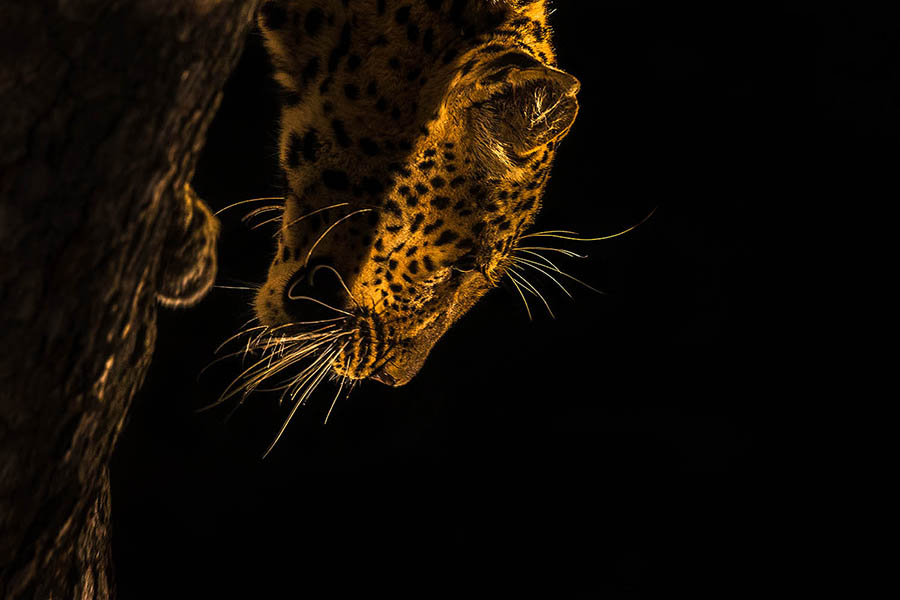 Leopard Sabi Sand