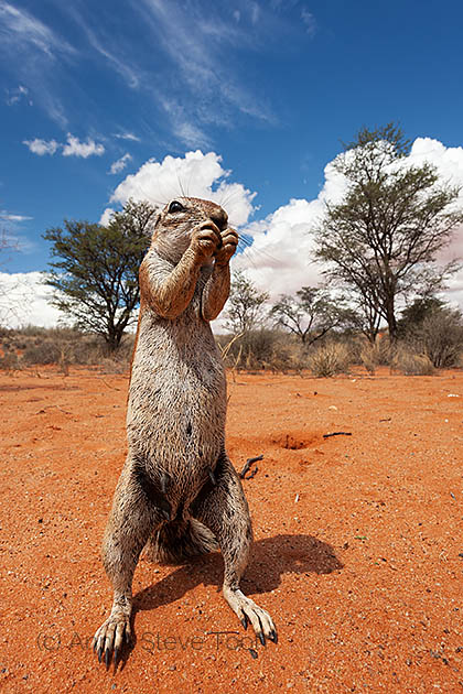 Ground squirrel