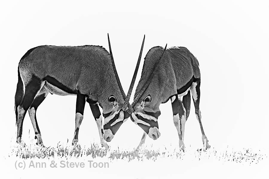 Gemsbok high key