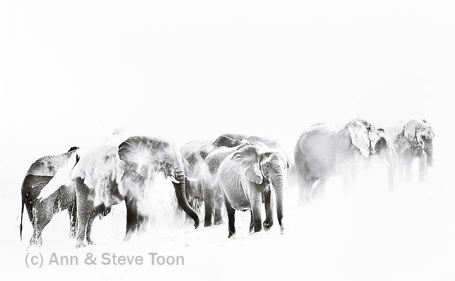 Elephants high key