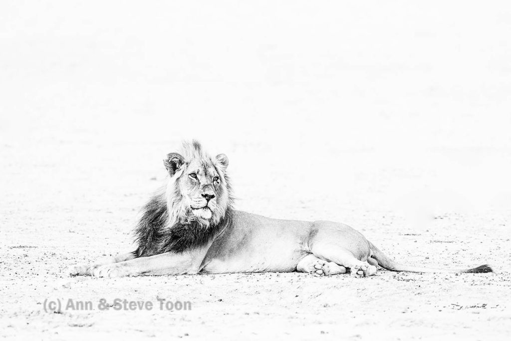 Lion in high key