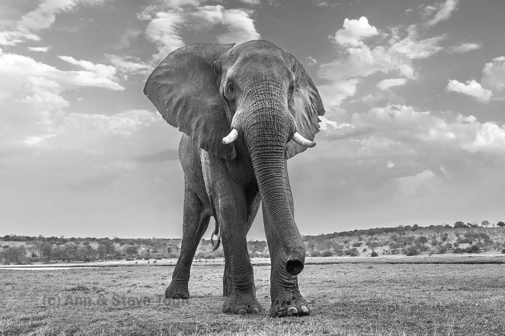 Elephant, Chobe