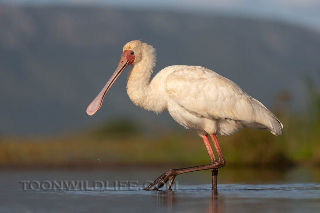 African spoonbill