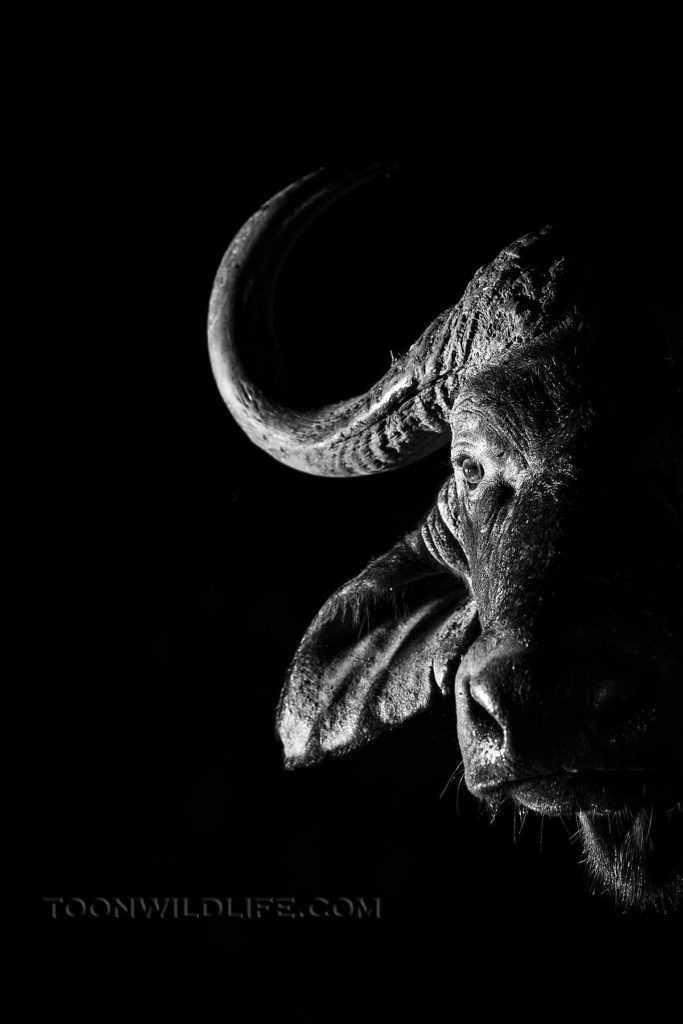 Cape buffalo at night