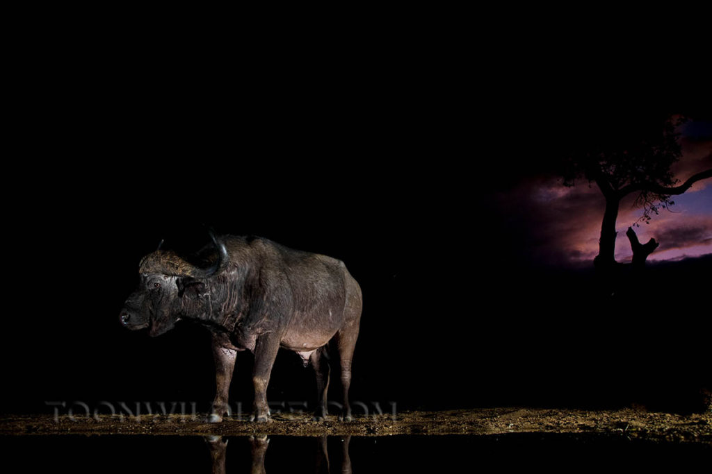 Cape buffalo at Zimanga night hide
