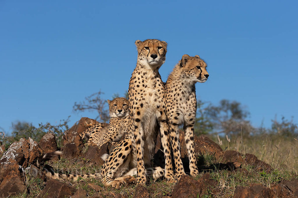 Cheetah mum with youngsters, Zimanga