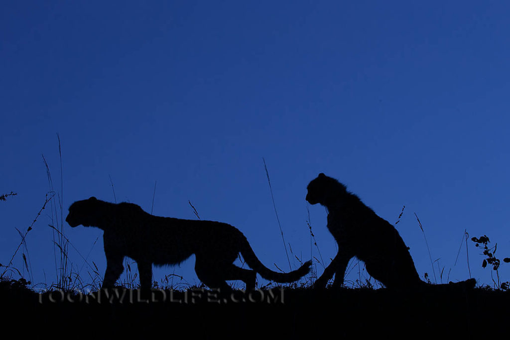 Cheetahs silhouetted against the dusk sky, Zimanga