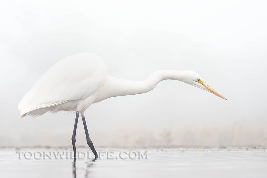 Great white egret at Zimanga lagoon hide
