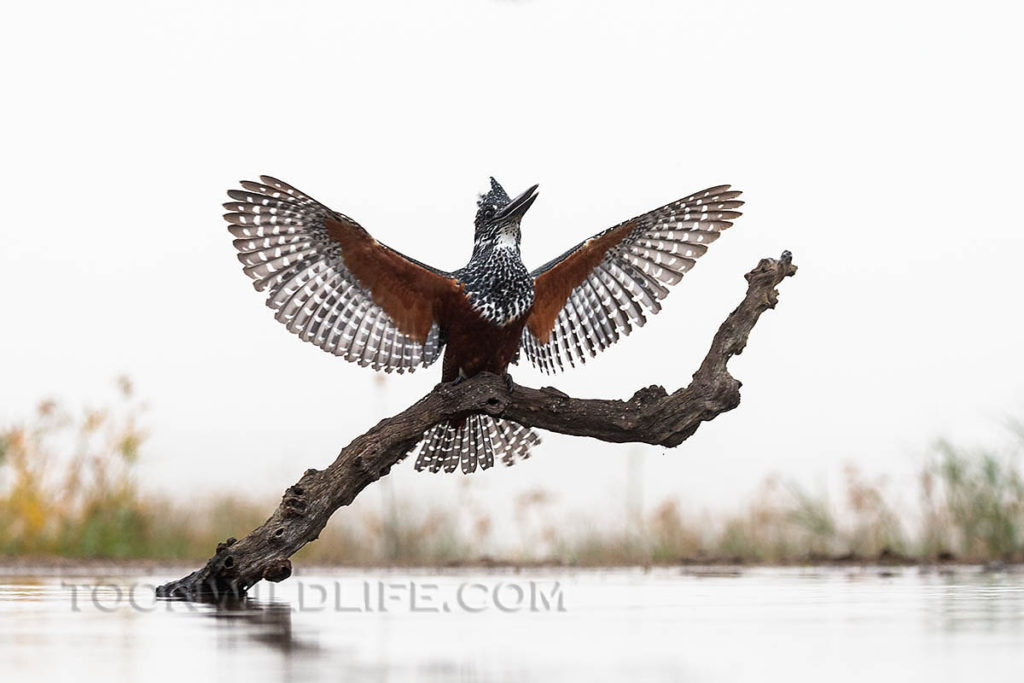 Giant kingfisher, Zimanga lagoon hide