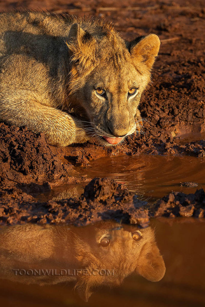 Lion drinking