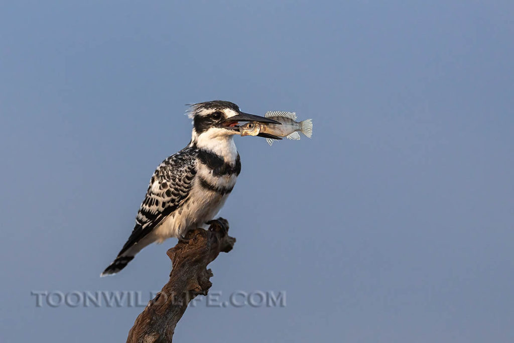 Pied kingfisher with catch