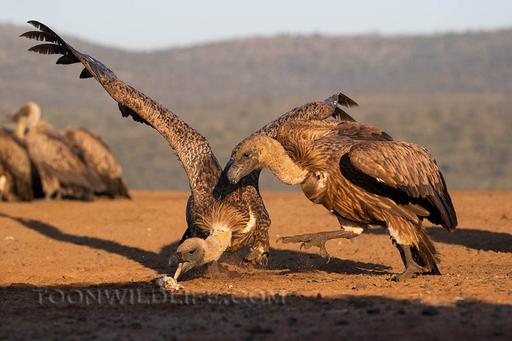 Whitebacked vultures squabbling at the scavenger hide