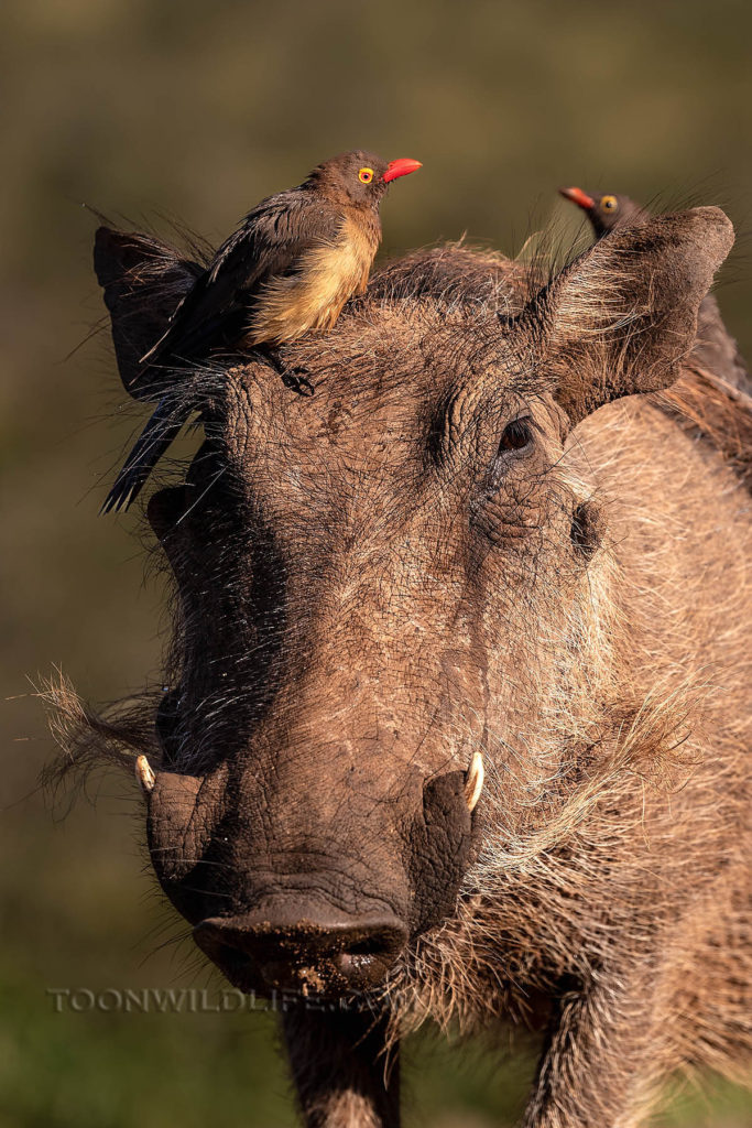 Warthog with oxpeckers