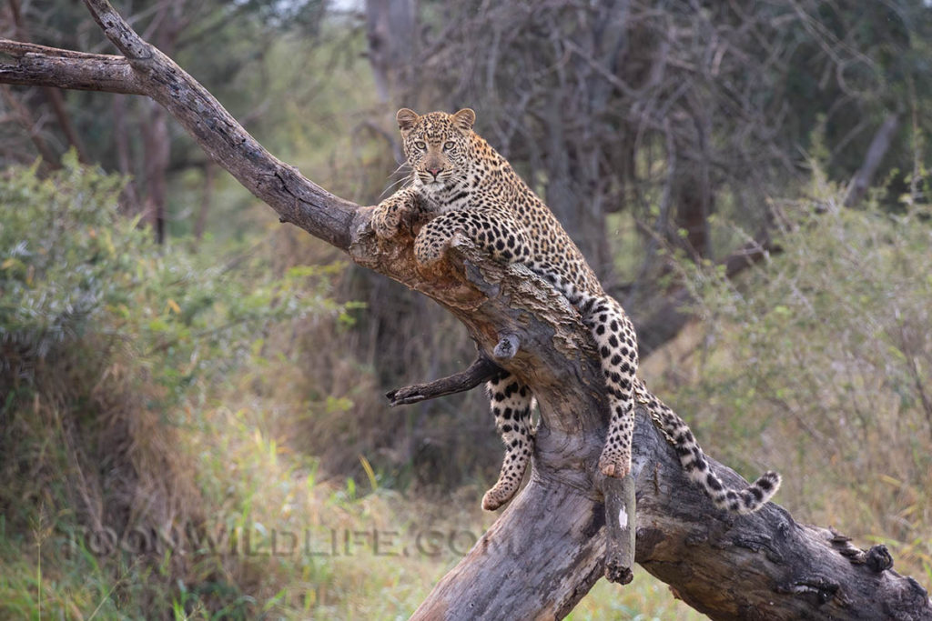 Young leopard
