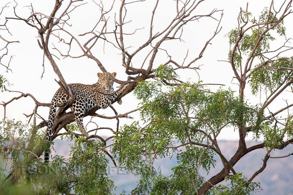 Young female leopard on Zimanga
