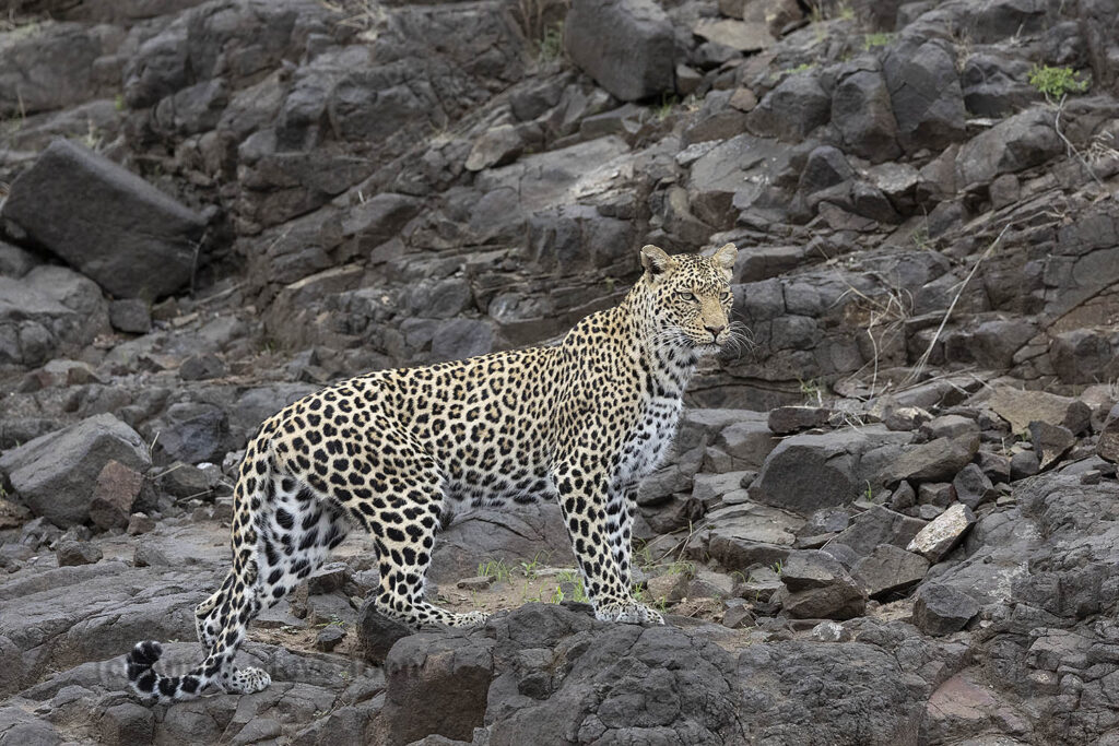 Female leopard on patrol