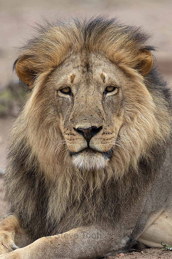 Male lion