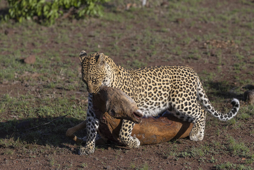 Leopard dragging kill to cover