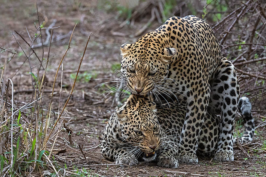 Leopards mating