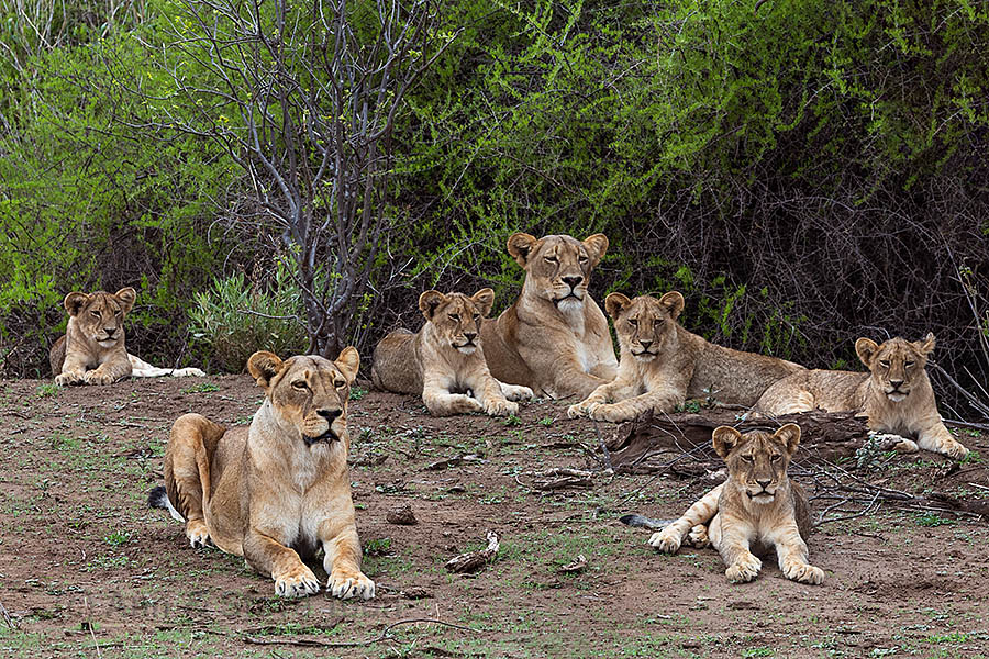 The Majale island lion pride