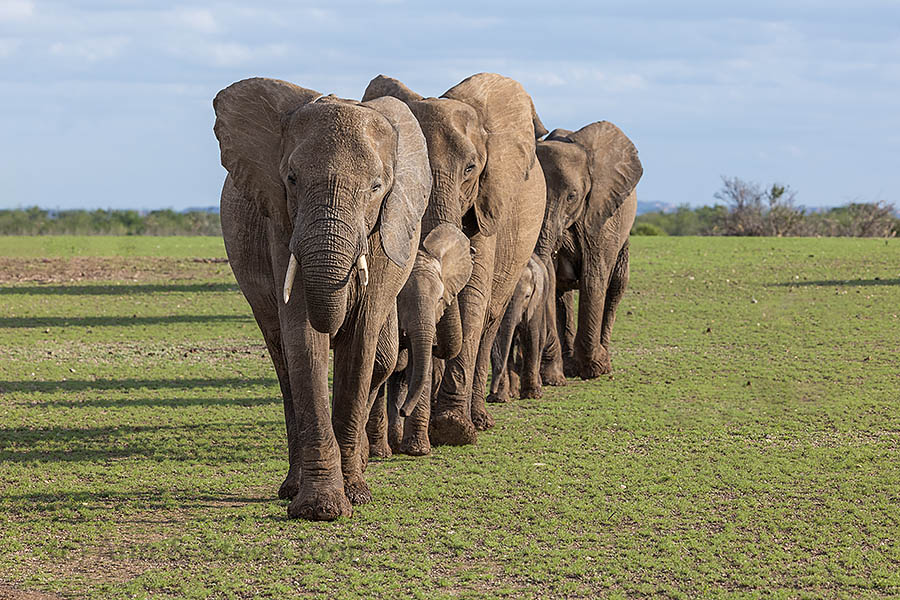 Elephants on the move