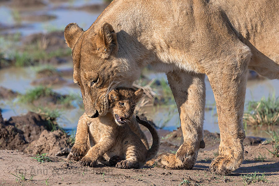 Lioness with cub