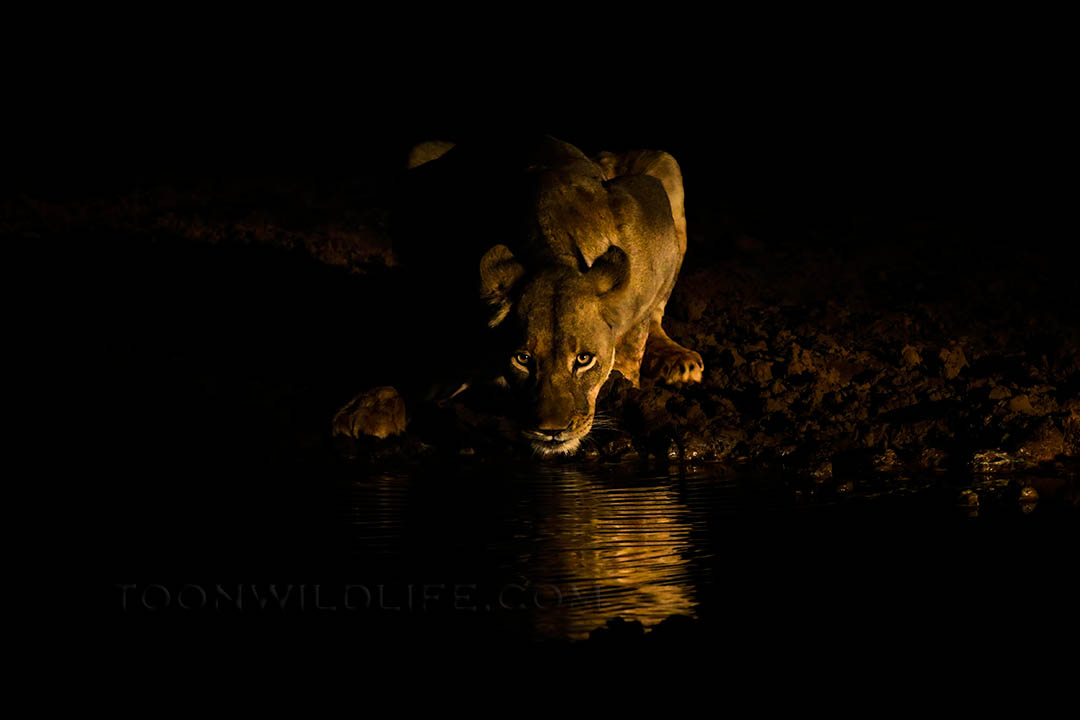 Uniquely Zimanga – A Specialist South African Wildlife Photo Safari ...