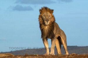 Uniquely Zimanga – A Specialist South African Wildlife Photo Safari ...