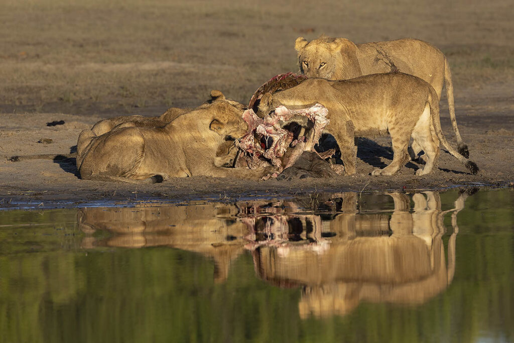 Lions on buffalo
