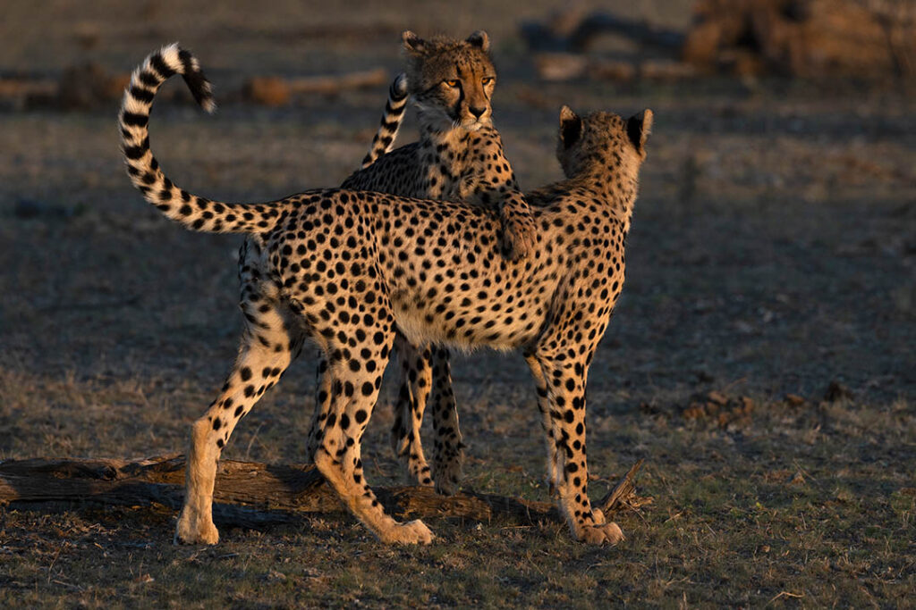 Cheetah playfighting