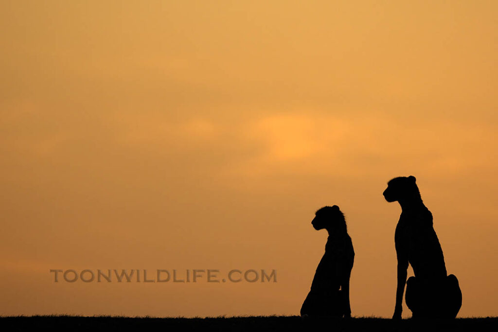 Cheetah silhouettes