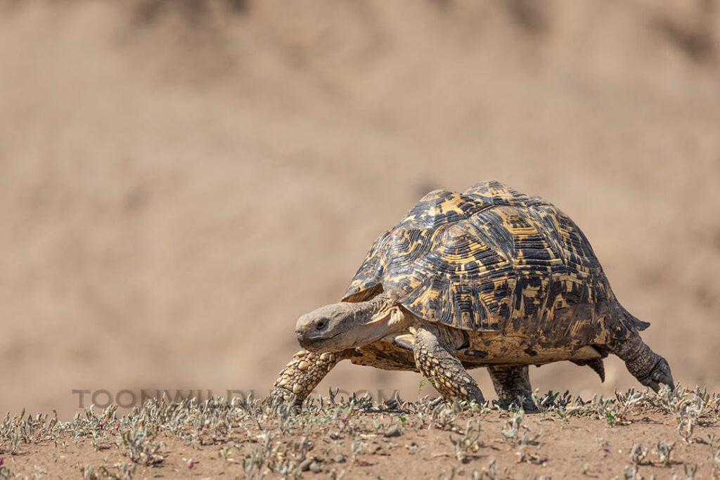 Leopard tortoise