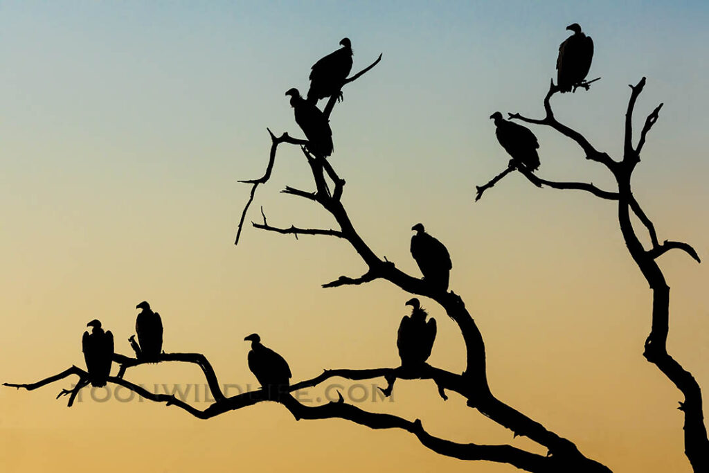 White-backed vultures