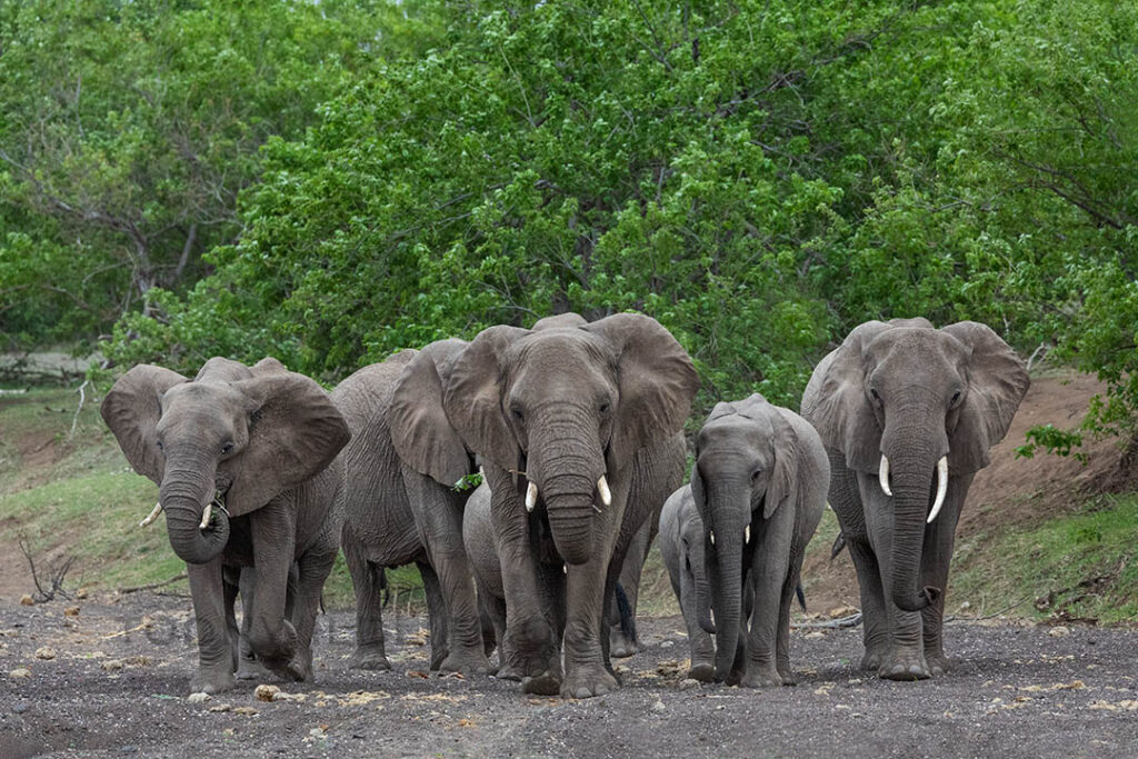 Elephants