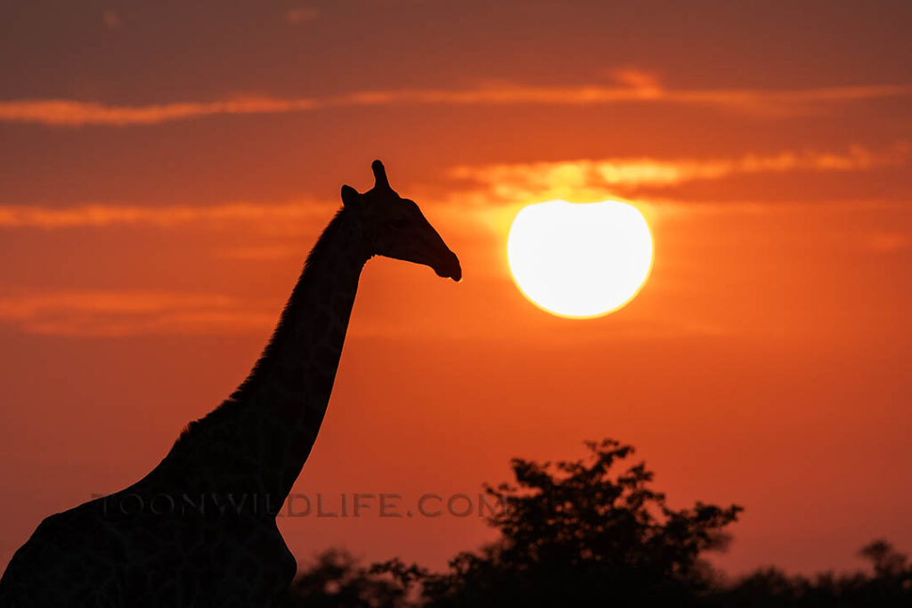 Giraffe at sunset