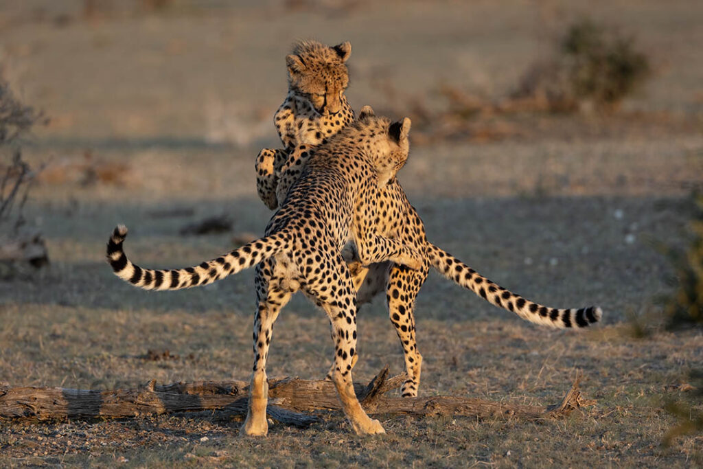 Cheetah playfighting