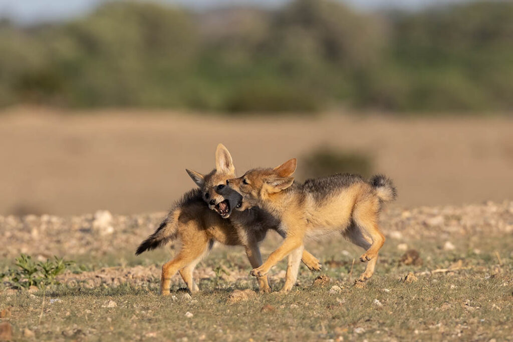Black-backed jackal pups