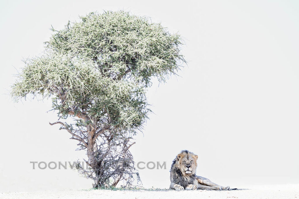 Lion