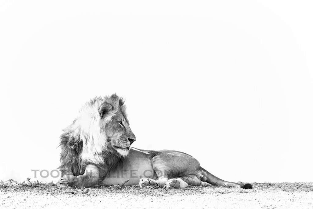 Lion