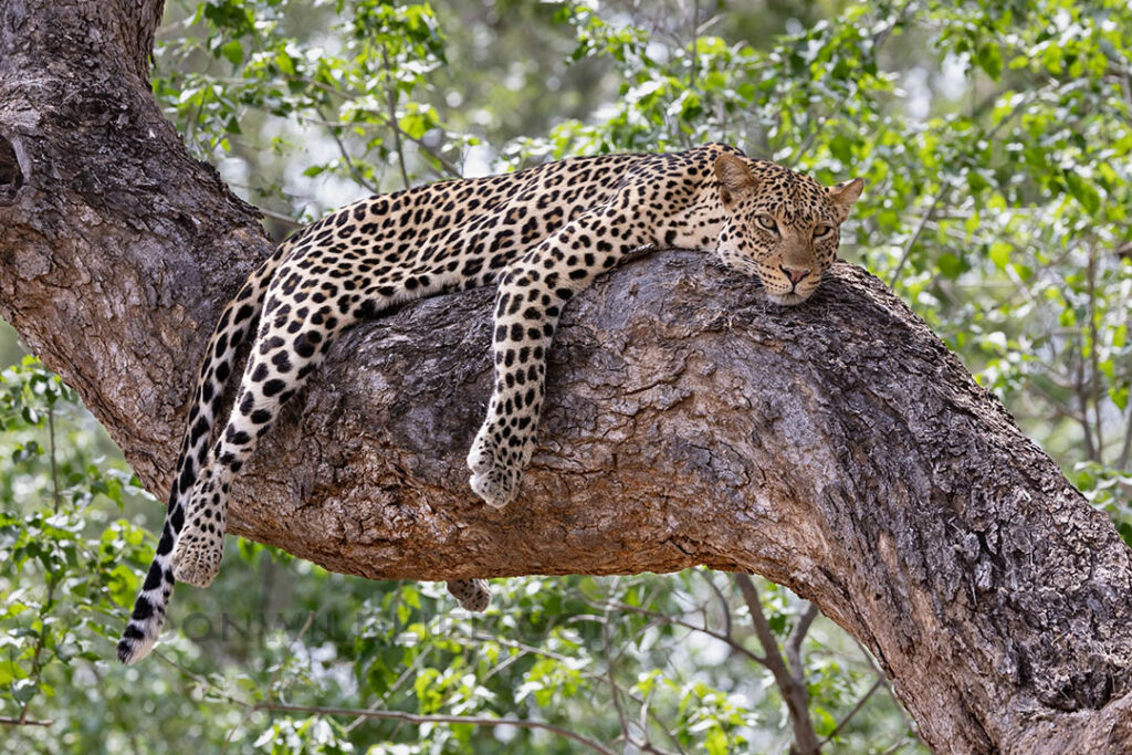 Resting Leopard