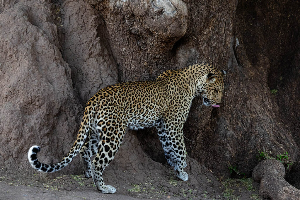 Leopard